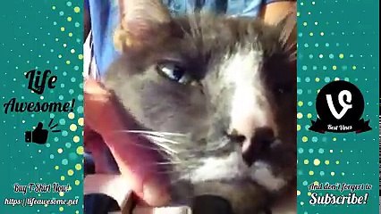 Funny Animal 2018 Try Not to Laugh or Grin Funny Cat and Dogs Compilation 2018