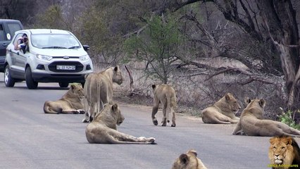 Largest Lion Pride Ever Blocking Road In Kruger Park