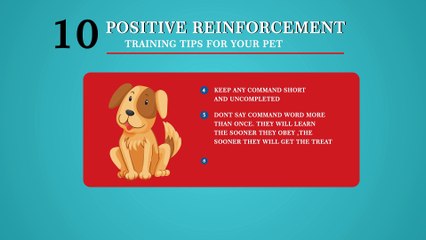Training tips for your pet