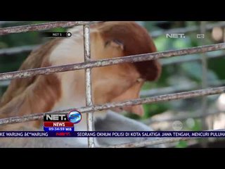 Evakuasi Seekor Bekantan Yang  Masuk Ke Rumah Warga NET5