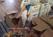 Harley the Cockatoo Demonstrates Dominance Over Toys