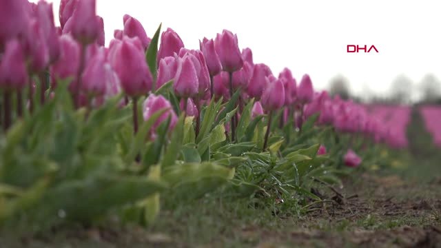 Konya-Bozkırın Ortasında Rengarenk Lale Tarlası, Ziyaretçi Akınına Uğruyor