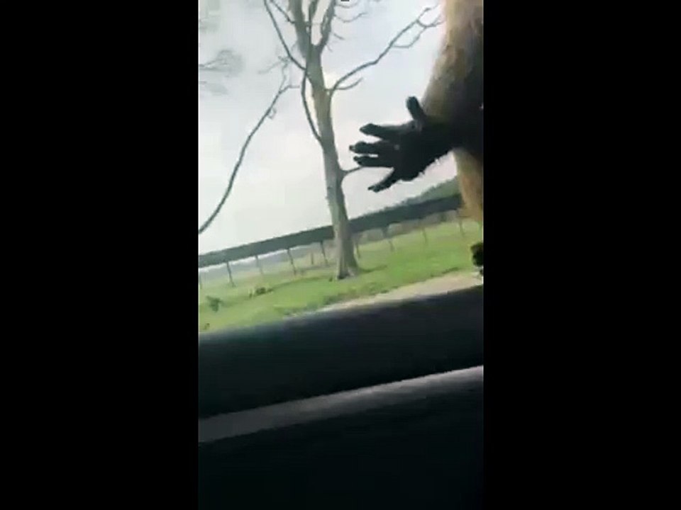 singe