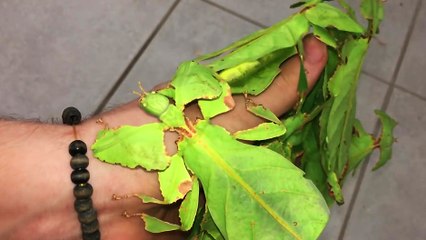 Plusieurs phyllies géantes dans une main