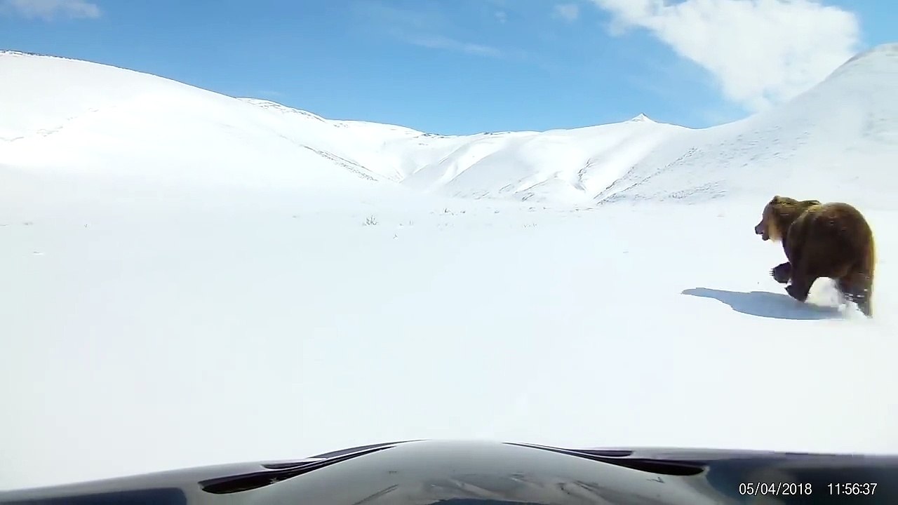 Ils font la course avec un ours