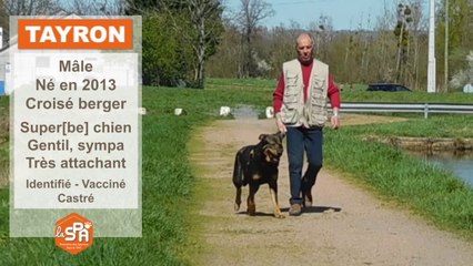 la SPA Montluçon : Tayron, croisé berger, adopté
