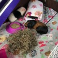 Guinea pig hideouts - Created by Laura