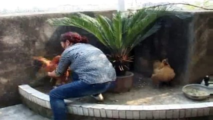 Hen lays tiny egg in China