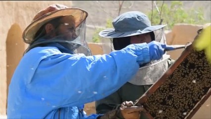 هذا الصباح- بتربيتها للنحل.. فتاة أفغانية تصبح سيدة أعمال