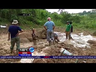 Download Video: Seekor Gajah Terjebak Di Lumpur  -NET10