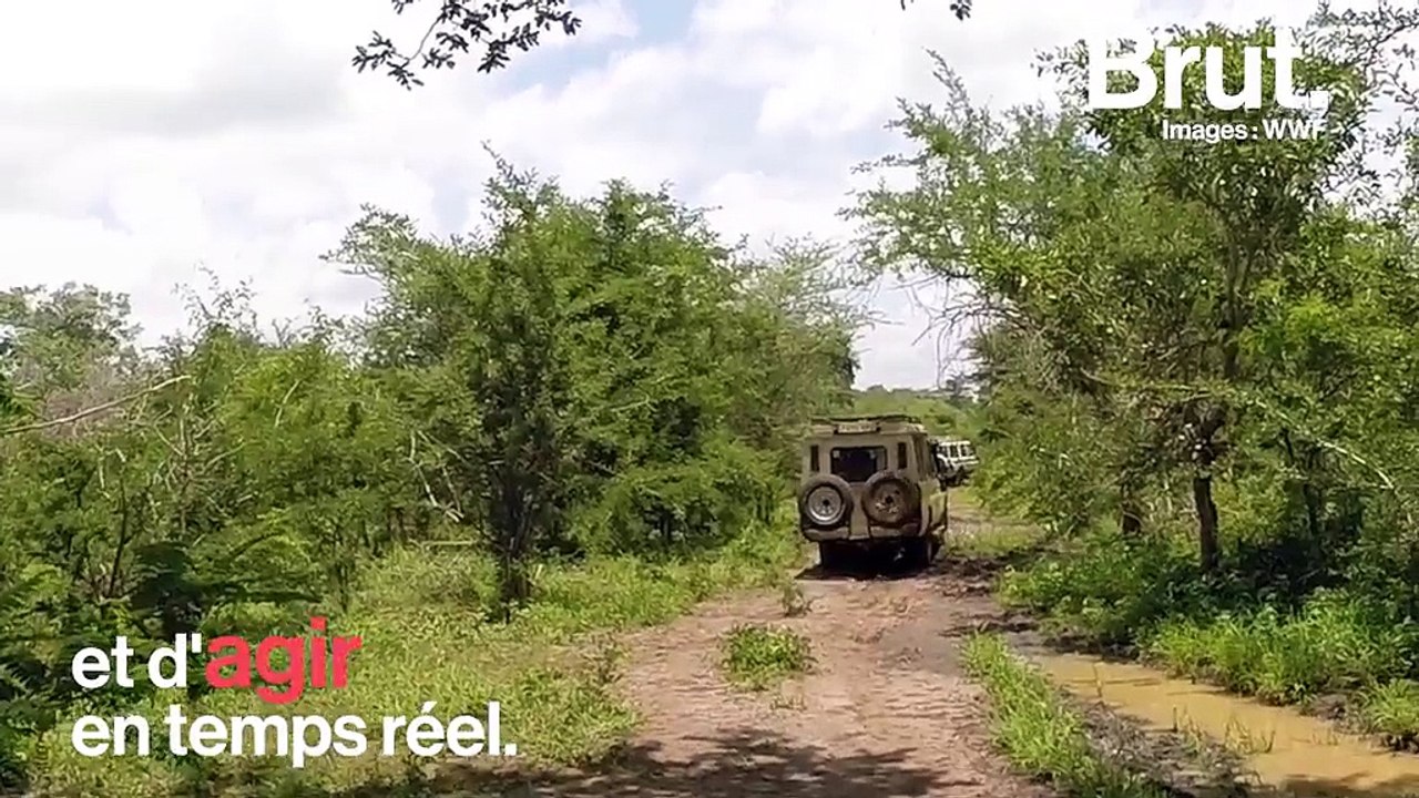 Des colliers pour protéger les éléphants de Tanzanie