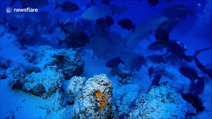 Amazing close encounter with nurse sharks off Maldives