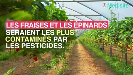 Fraise et épinards : les 2 aliments les plus contaminés par les pesticides