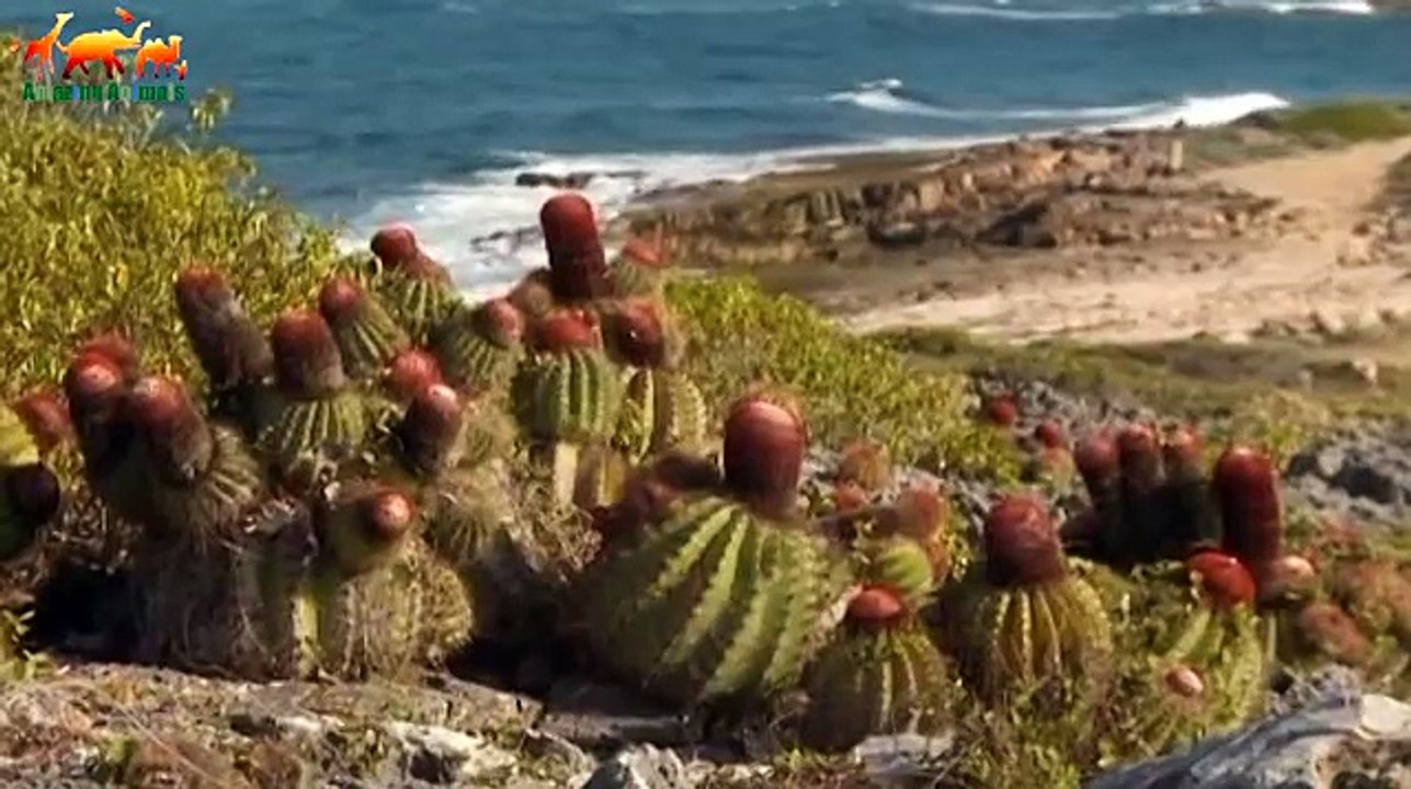 UNEXPLORED ISLANDS. Particles of Paradise / WILD ISLAND - Documentary Films 2018 Amazing Animals TV