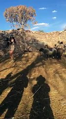 Kadına kafa atan koyun
