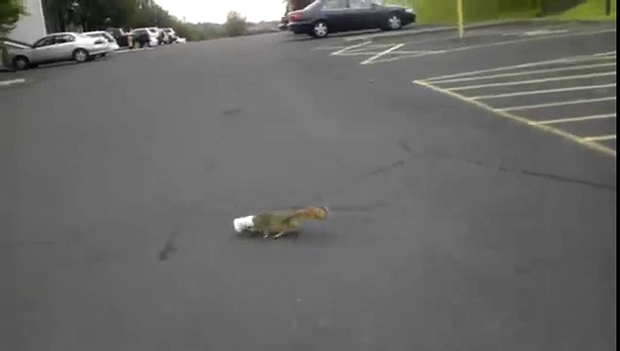Thanks for saving the little guy!