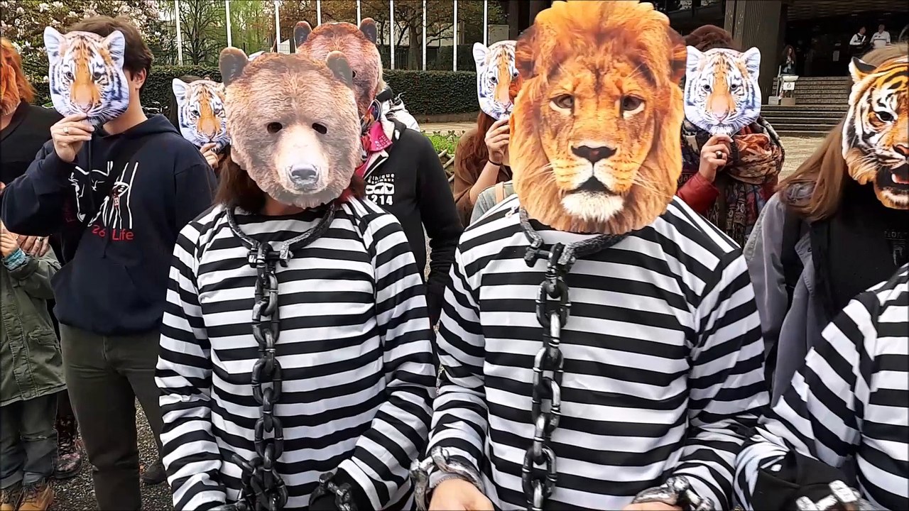 Animalsace veut des cirques sans animaux