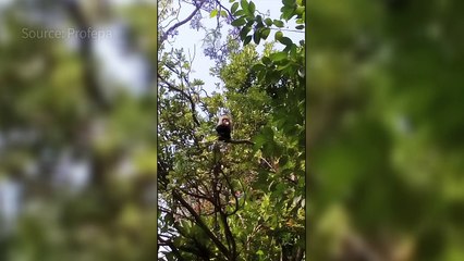 Monkey on the run finally captured in Mexico