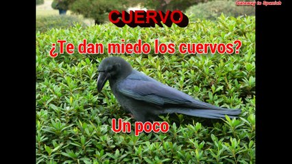 Spanish vocabulary: animals