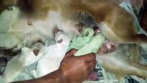 A female dog gives birth to 2 adorable green puppies - Vidéo dailymotion