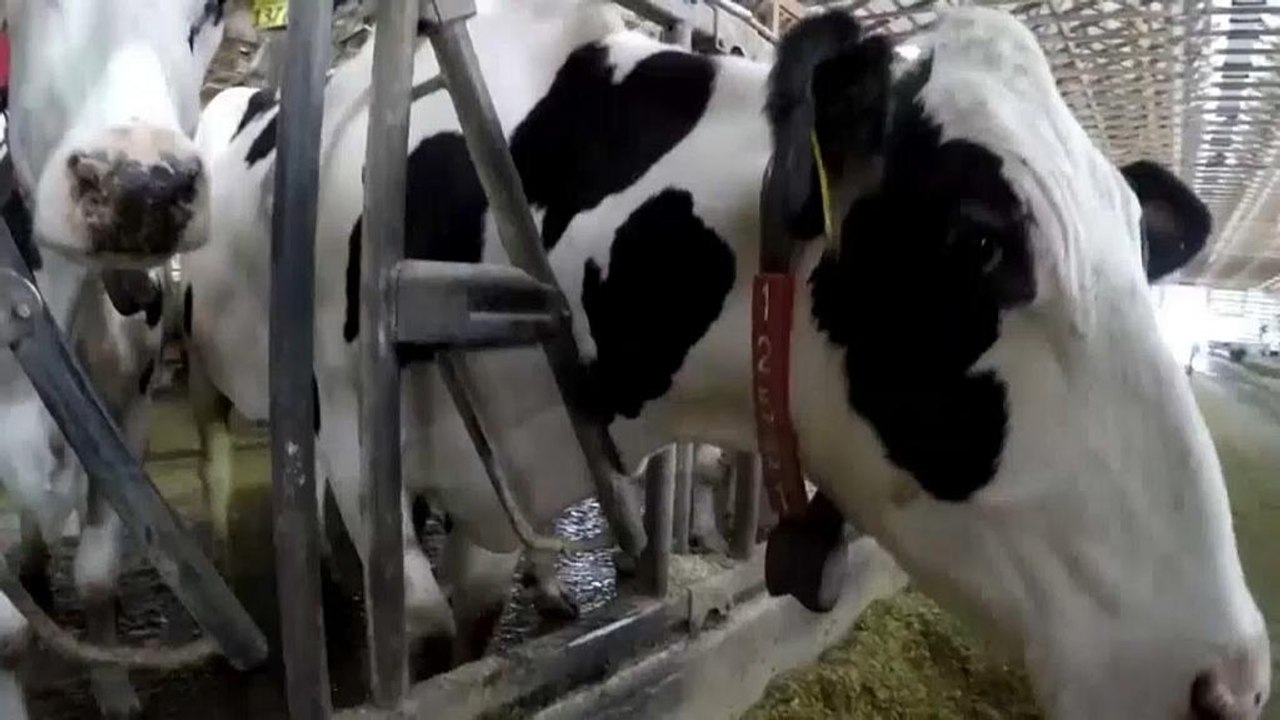 Fitness-App für Kühe