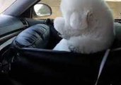 Fluffy Pooch Enjoys Car Ride