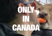 Things Only Canadians Will Understand