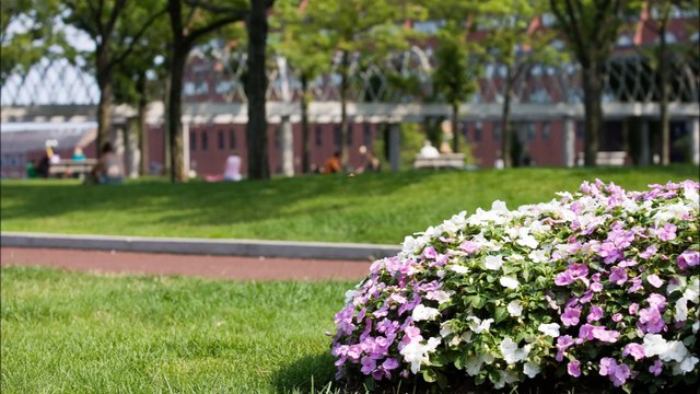 Thomas Lawn Care & Maintenance LLC-(804) 722-2056