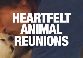 Animal Reunions That Will Melt Your Heart