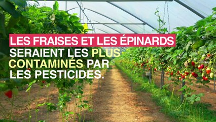 Pesticides : les fruits et légumes les plus contaminés