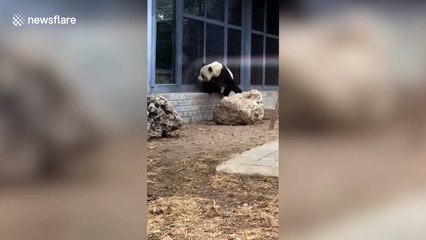 Giant panda urinates like a dog