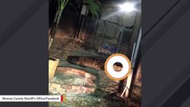 Large Crocodile Spotted Roaming Around A Florida Neighborhood