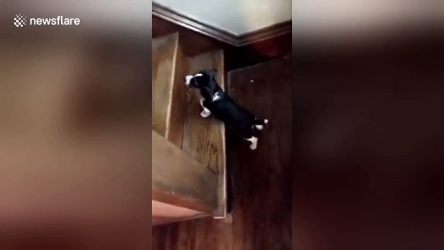 Beagle puppy tumbles after trying to make it up stairs for first time