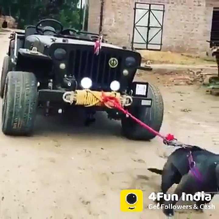 Funny video pal