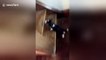 Beagle puppy tumbles after trying to make it up stairs for first time