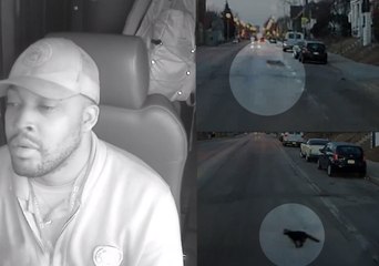 Bus Driver Witnesses Cat Chase a Coyote in Milwaukee