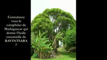L'hiver est là ! Pensez à l'huile essentielle de Ravintsara !!