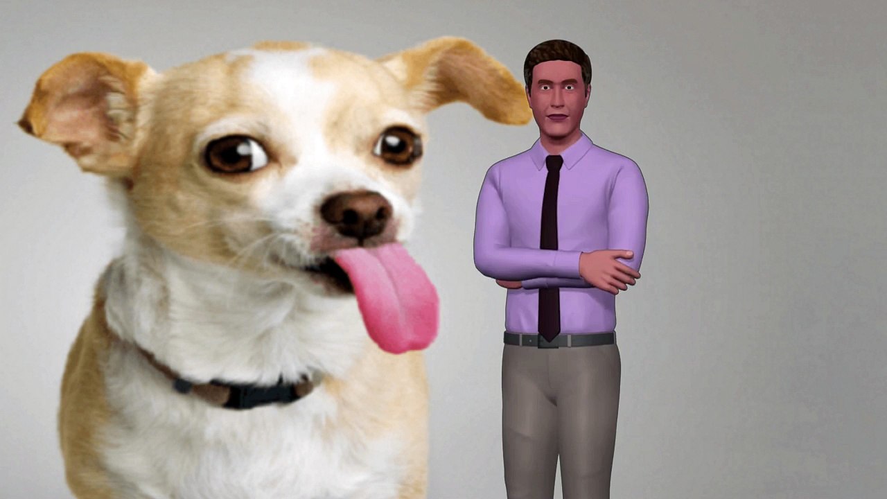 Pregunta ¿Por Qué Mi Perro Lame El Aire? Respuestas