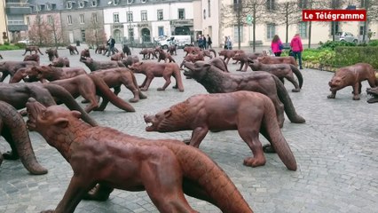 Quimper. L'exposition événement "Les loups arrivent au bout du monde"