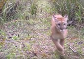 Family of Florida Panthers Released Back Into Wild