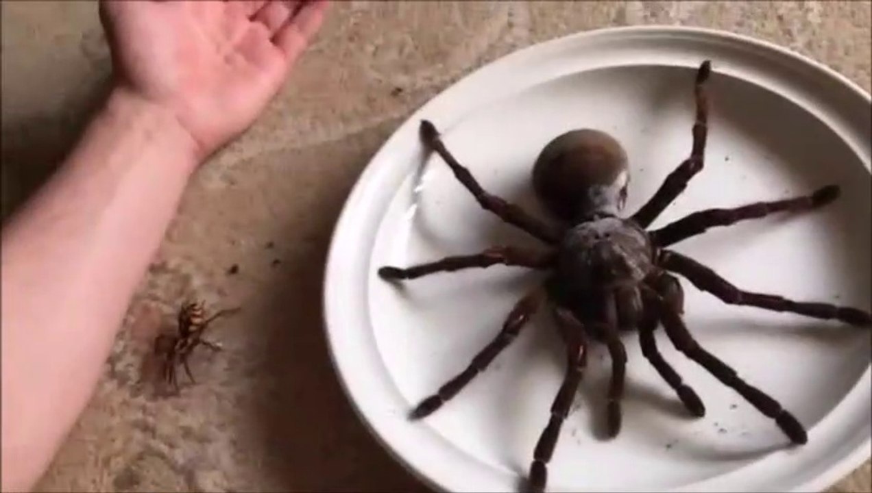 Cette araignée Goliath est monstrueuse! Quelle bête...