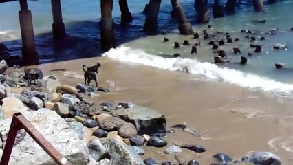 4 chiens idiots contre un banc de de lions de mer. Tellement drole