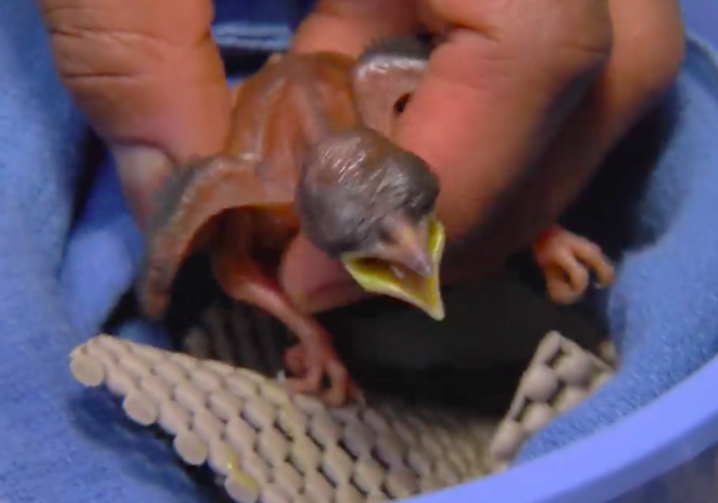 Cincinnati Zoo Welcomes Fourth Raggiana Bird-of-Paradise Chick