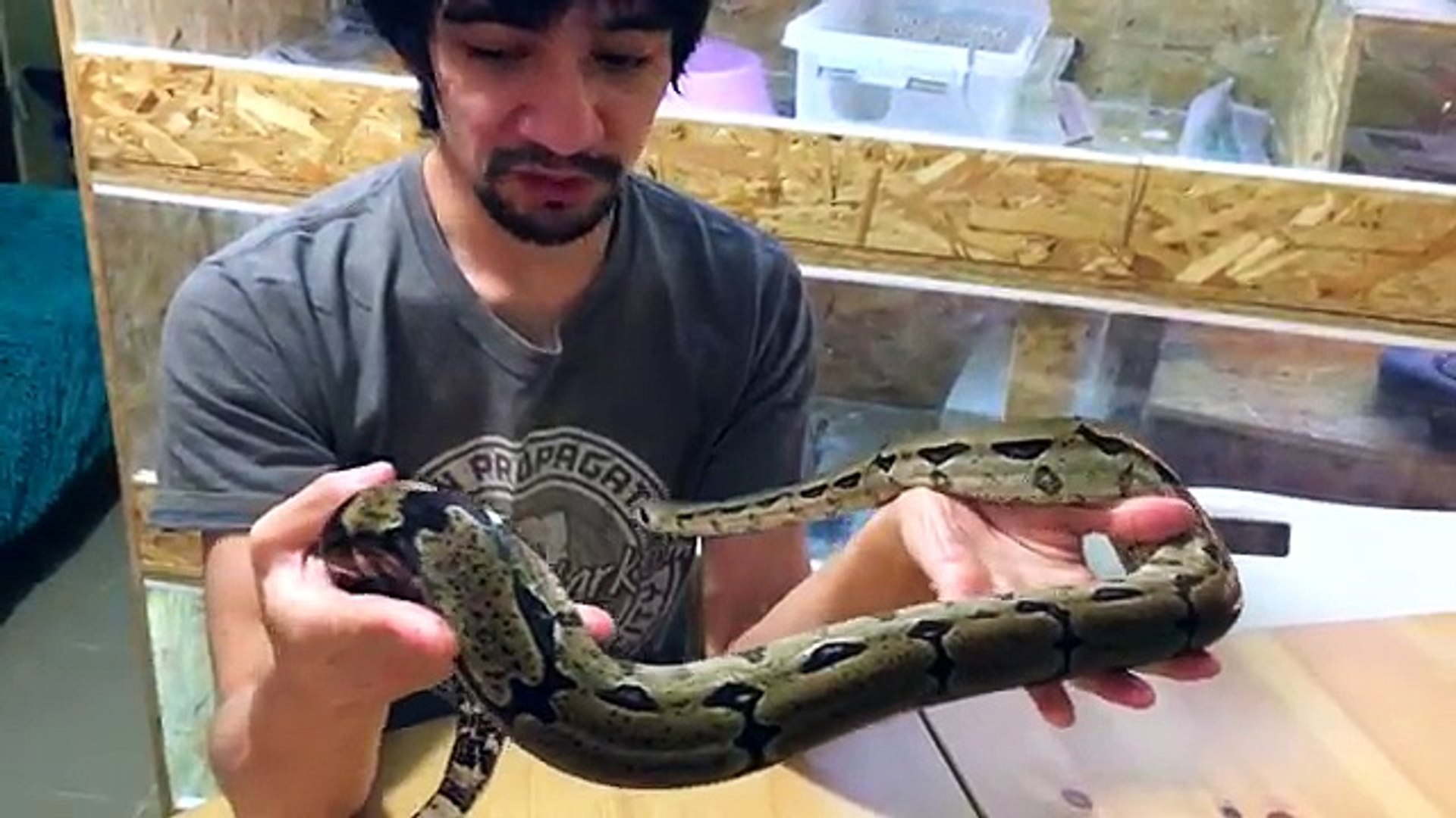 УДАВ-УБИЙЦА! Рассказ про тринидадского удава (Boa constrictor Trinidad)