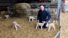 Bij Melkveebedrijf Van Leeuwen zijn 36 lammetjes geboren / Heenvliet 2018
