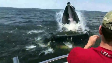 Impresionante  Ballena emerge del agua y casi vuelca una lancha