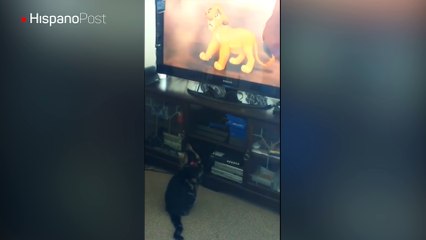Vea la reacción de este gato al ver la escena más triste del “Rey León”