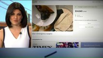 Man Collected $14,000 Through GoFundMe After Abusing Dog: Police