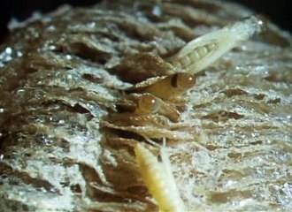 David Attenborough - Az Élet Megpróbáltatásai - 01