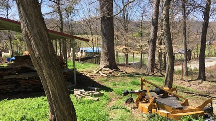Llamas Chasing a Tiny Dog